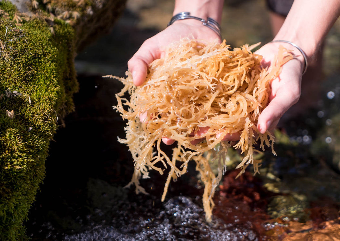 Dried sea moss seaweed displayed on a natural surface, highlighting its rich golden-brown texture