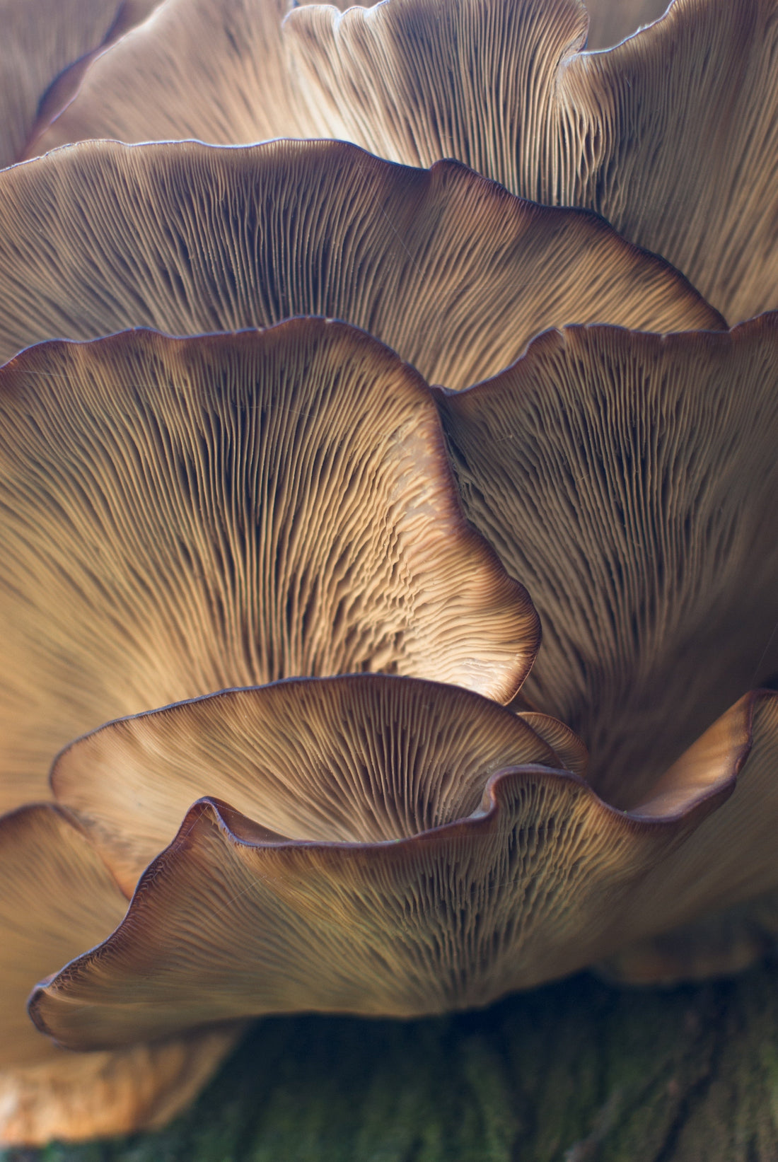 Assortment of dried medicinal mushrooms including reishi, lion's mane, and chaga on a wooden surface