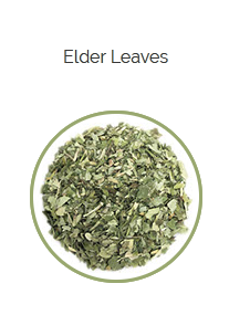 PHARMA GERMANIA - Elder Leaves - 75g | One Life Health