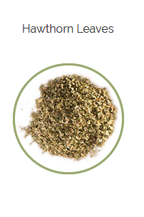 PHARMA GERMANIA - Hawthorn Leaves - 75g | One Life Health