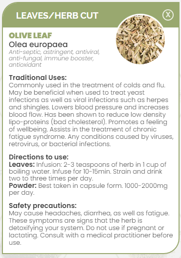 PHARMA GERMANIA - Olive Leaf - 75g | One Life Health