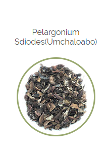 PHARMA GERMANIA - Pelargonium Sidoides - 75g | One Life Health