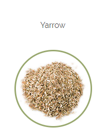 PHARMA GERMANIA - Yarrow - 100g | One Life Health