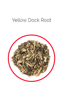 PHARMA GERMANIA - Yellow Dock - 75g | One Life Health