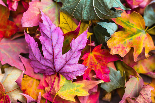 Autumn leaves and seasonal South African fruits and vegetables arranged on a wooden surface