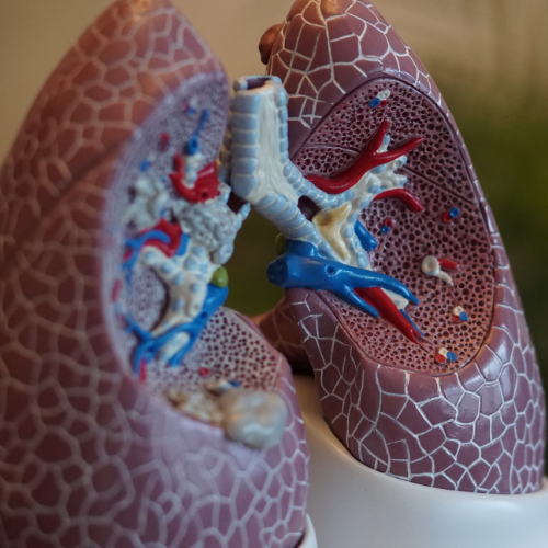 Respiratory health supplements and natural breathing support products at Onelife Health SA