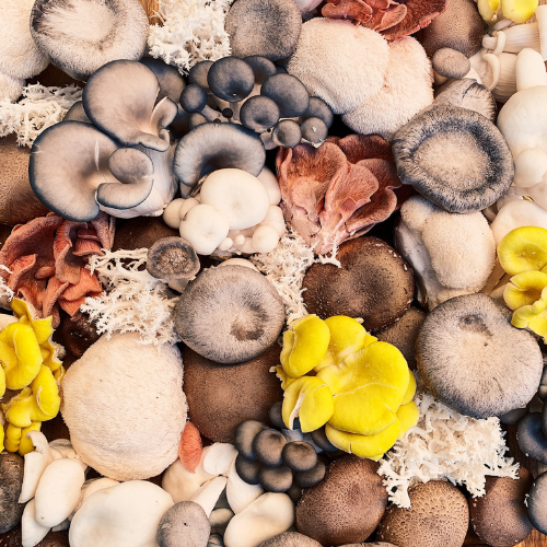 Collection of functional mushroom supplements including capsules and powders at Onelife Health