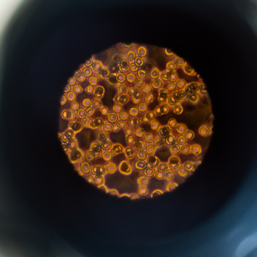 Supplements for bacterial, viral, parasitic, and fungal support at Onelife Health South Africa
