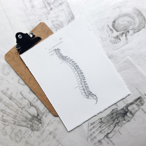Bone health supplements and skeletal support products available at Onelife Health SA