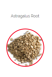 PHARMA GERMANIA - Astragalus - 75g | One Life Health