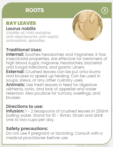 PHARMA GERMANIA - Bay Leaves - 50g | One Life Health