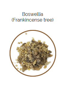 PHARMA GERMANIA - Boswellia Serrata - 100g | One Life Health