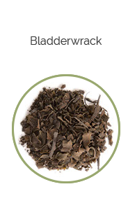 PHARMA GERMANIA - Bladderwrack - 100g | One Life Health