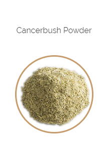 PHARMA GERMANIA - Cancerbush Sutherlandia - 75g | One Life Health