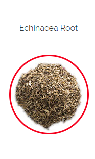 PHARMA GERMANIA - Echinacea Root - 50g | One Life Health
