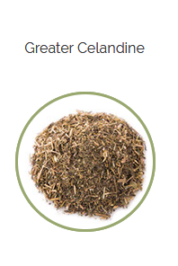 PHARMA GERMANIA - Great Celandine - 100g | One Life Health