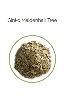 PHARMA GERMANIA - Ginkgo Leaves - 60g | One Life Health
