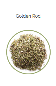 PHARMA GERMANIA - Golden Rod - 100g | One Life Health