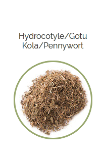 PHARMA GERMANIA - Hydrocotyle-Gotu Kola-Pennywort - 75g | One Life Health