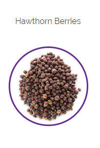PHARMA GERMANIA - Hawthorn Berries - 100g | One Life Health