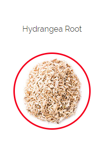 PHARMA GERMANIA - Hydrangea Root - 75g | One Life Health