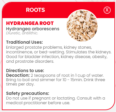 PHARMA GERMANIA - Hydrangea Root - 75g | One Life Health