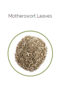 PHARMA GERMANIA - Motherswort - 100g | One Life Health