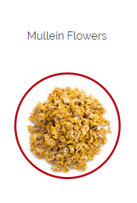 PHARMA GERMANIA - Mullein Flowers - 50g | One Life Health