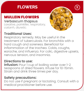 PHARMA GERMANIA - Mullein Flowers - 50g | One Life Health