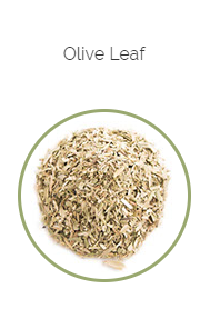 PHARMA GERMANIA - Olive Leaf - 75g | One Life Health