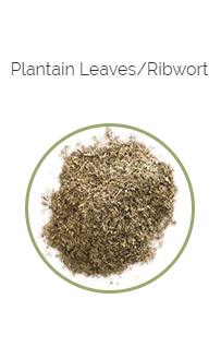 PHARMA GERMANIA - Plantain Leaves - 75g | One Life Health