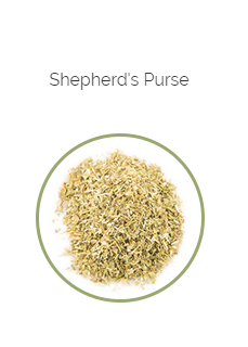 PHARMA GERMANIA - Shepherd's Purse - 75g | One Life Health